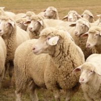 herd mentality dating