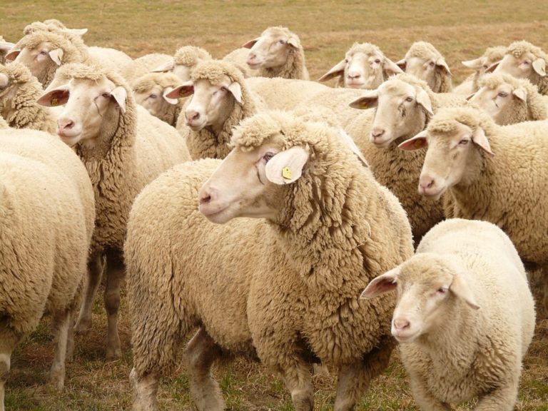 herd mentality dating